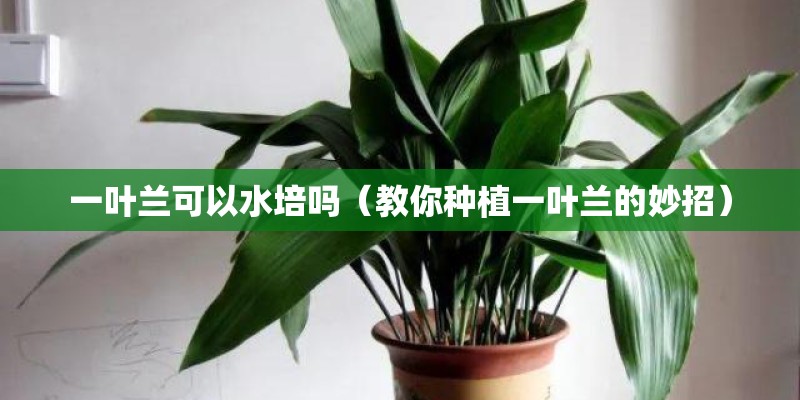 一叶兰可以水培吗（教你种植一叶兰的妙招）