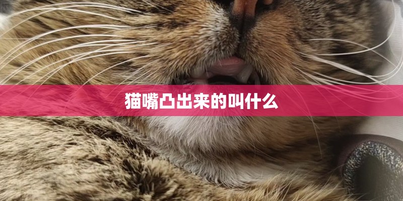 猫嘴凸出来的叫什么