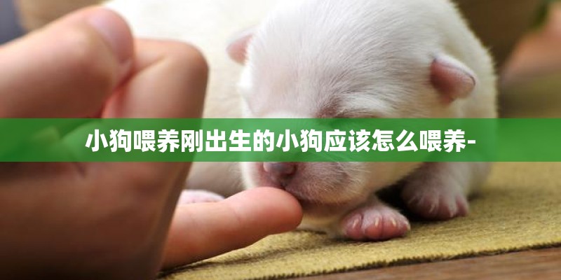 小狗喂养刚出生的小狗应该怎么喂养-