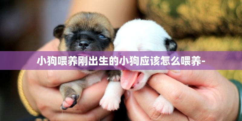 小狗喂养刚出生的小狗应该怎么喂养-