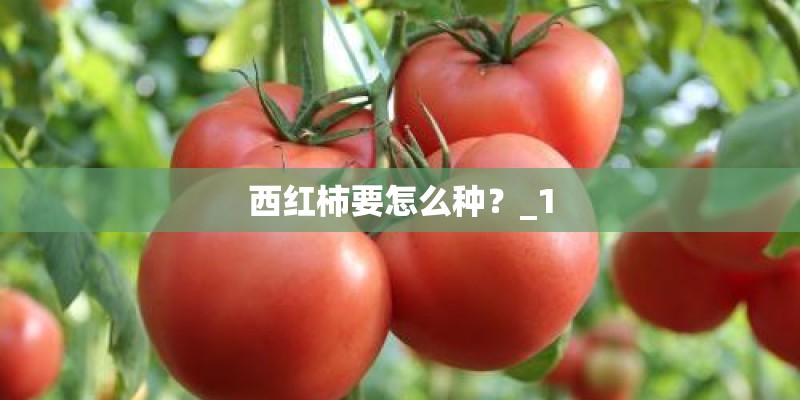 西红柿要怎么种？_1