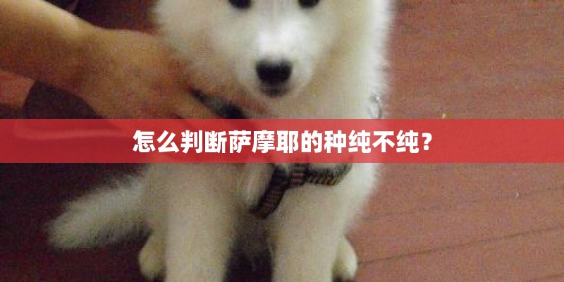 怎么判断萨摩耶的种纯不纯? 怎么判断萨摩耶的种纯不纯?