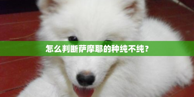 怎么判断萨摩耶的种纯不纯? 怎么判断萨摩耶的种纯不纯?
