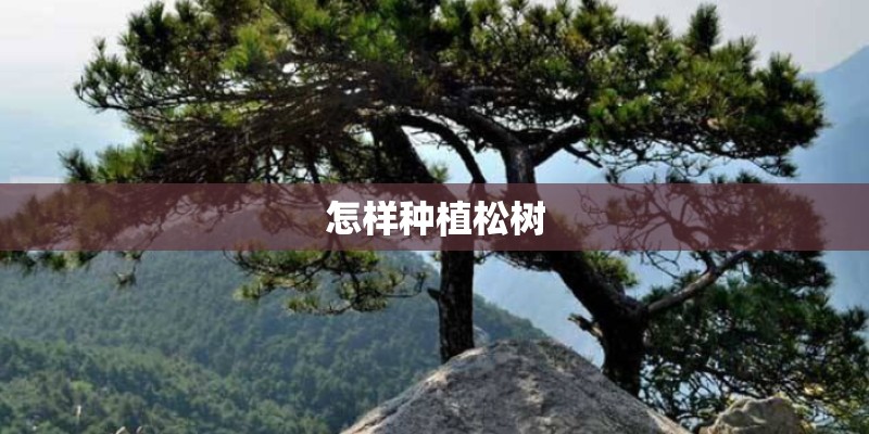 怎样种植松树
