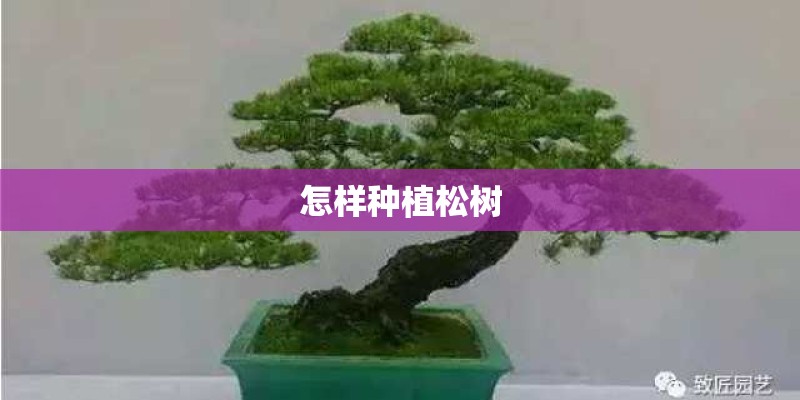 怎样种植松树