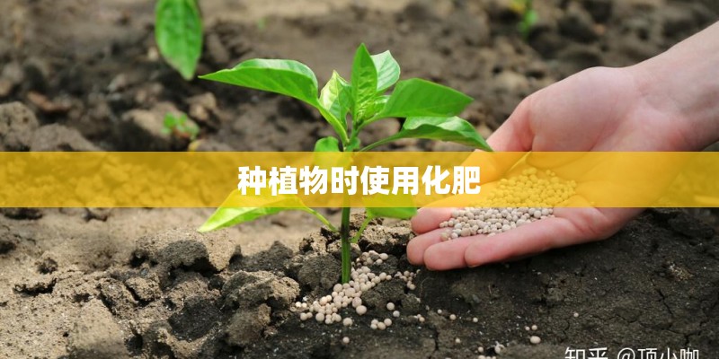 种植物时使用化肥