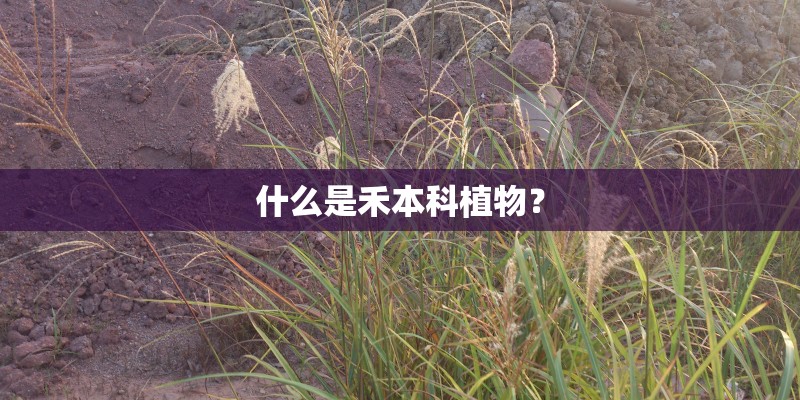 什么是禾本科植物？