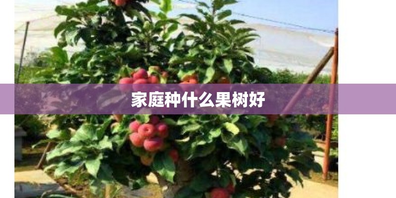 家庭种什么果树好