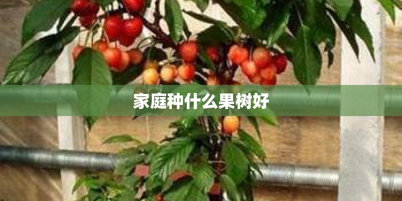 家庭种什么果树好