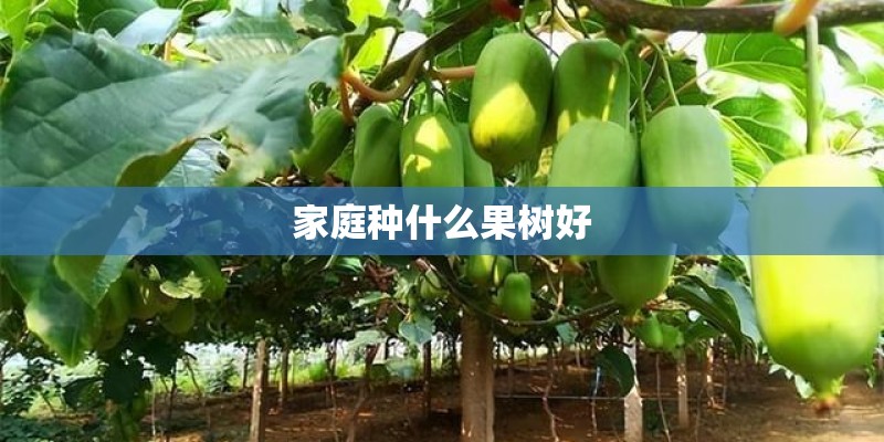 家庭种什么果树好
