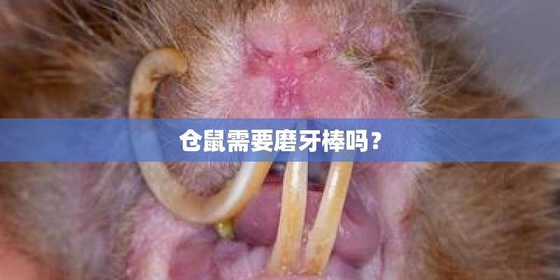 仓鼠需要磨牙棒吗? 仓鼠需要磨牙棒吗?