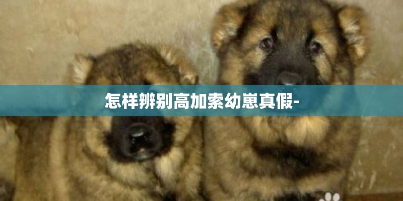 怎样辨别高加索幼崽真假-