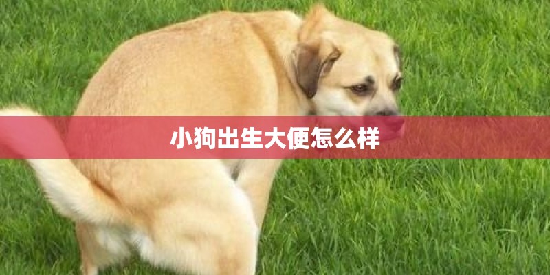 小狗出生大便怎么样