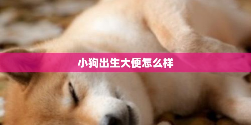小狗出生大便怎么样