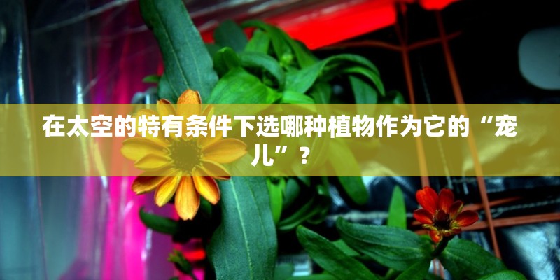 在太空的特有条件下选哪种植物作为它的“宠儿”？