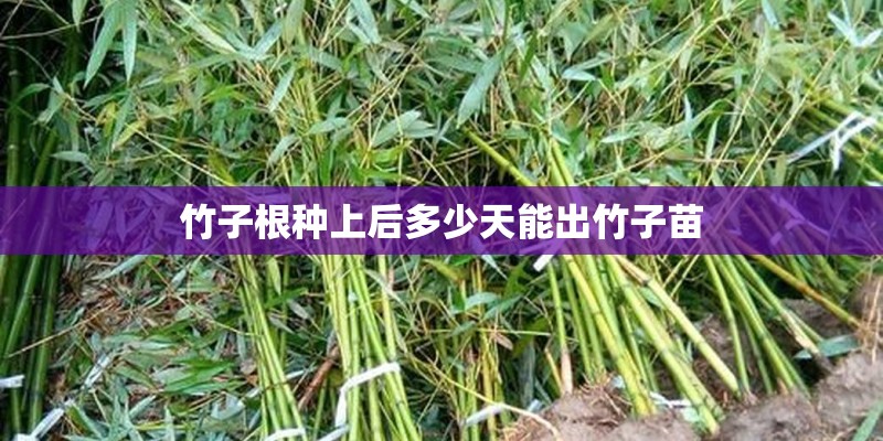 竹子根种上后多少天能出竹子苗