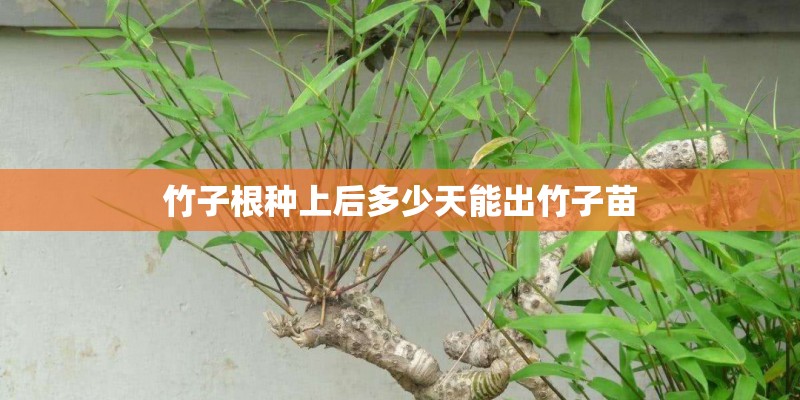 竹子根种上后多少天能出竹子苗