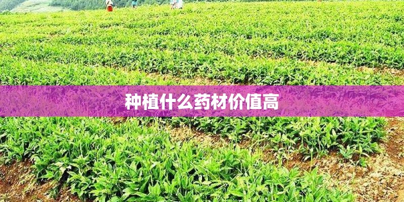 种植什么药材价值高