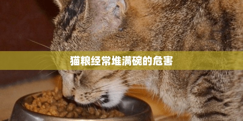 猫粮经常堆满碗的危害