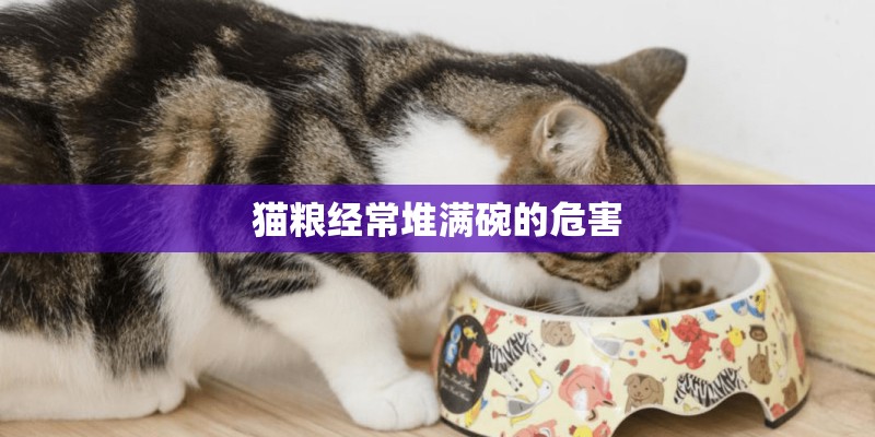 猫粮经常堆满碗的危害