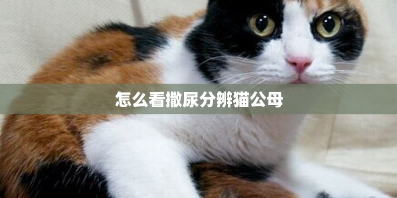 披萨草是什么调料