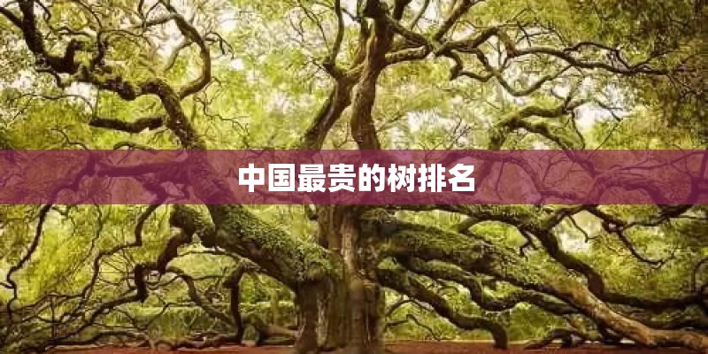 中国最贵的树排名