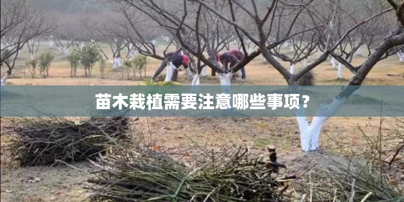 苗木栽植需要注意哪些事项？