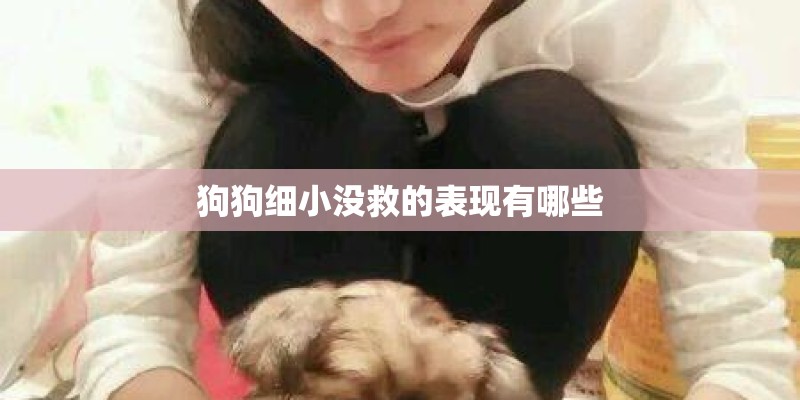 狗狗细小没救的表现有哪些