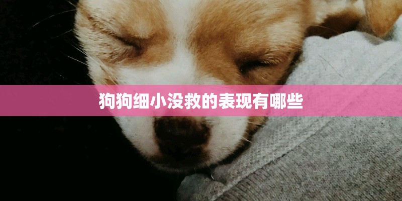 狗狗细小没救的表现有哪些