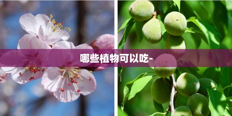 哪些植物可以吃-