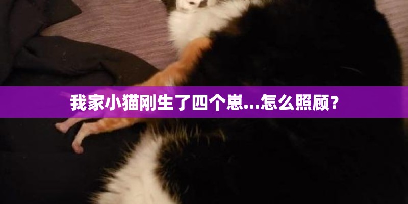 我家小猫刚生了四个崽...怎么照顾？
