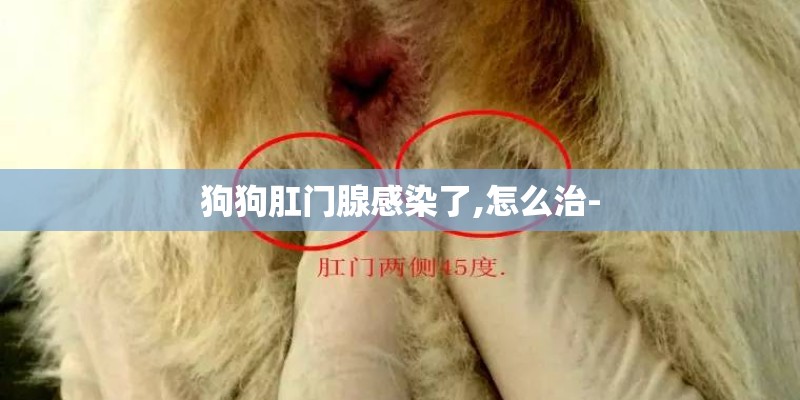 狗狗肛门腺感染了,怎么治-