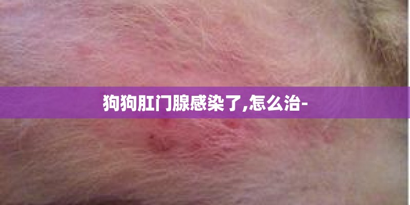 狗狗肛门腺感染了,怎么治-