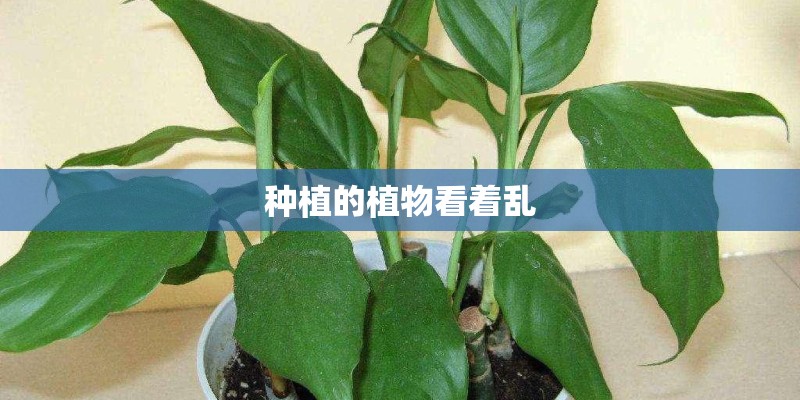 种植的植物看着乱