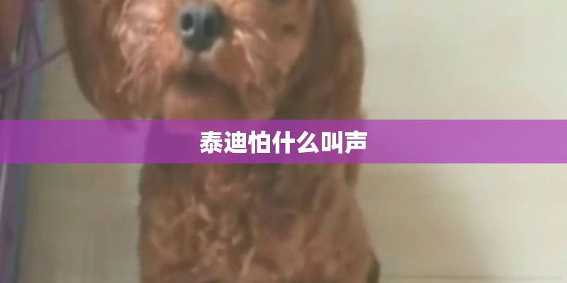 泰迪怕什么叫声