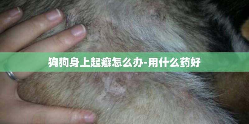 狗狗身上起癣怎么办-用什么药好