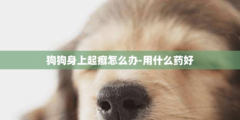 狗狗身上起癣怎么办-用什么药好