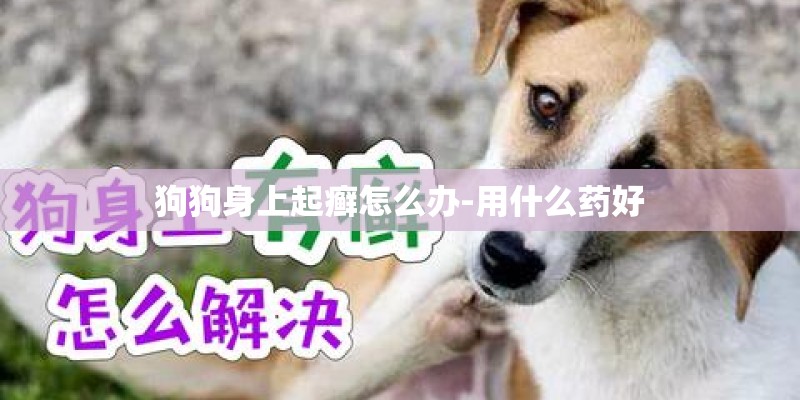 狗狗身上起癣怎么办-用什么药好