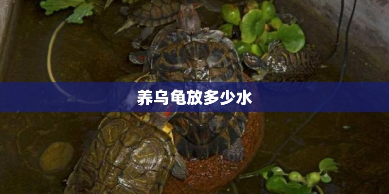 养乌龟放多少水
