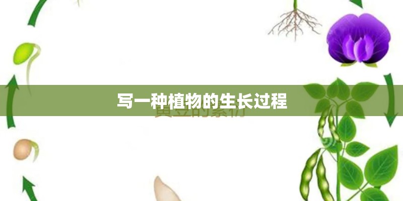 写一种植物的生长过程