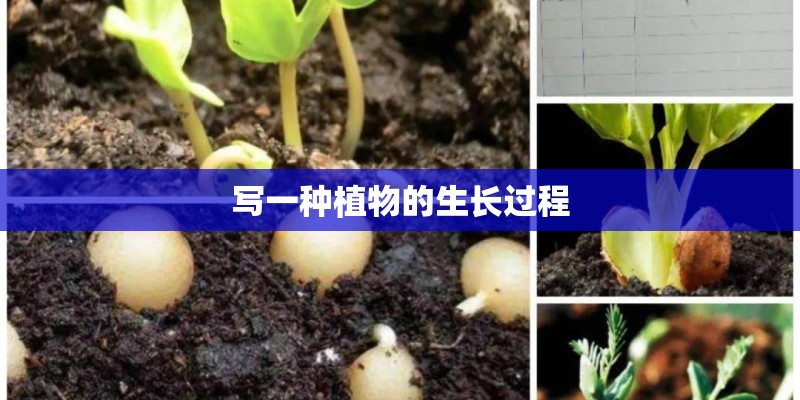 写一种植物的生长过程 写一种植物的生长过程