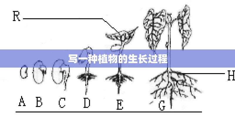 写一种植物的生长过程 写一种植物的生长过程