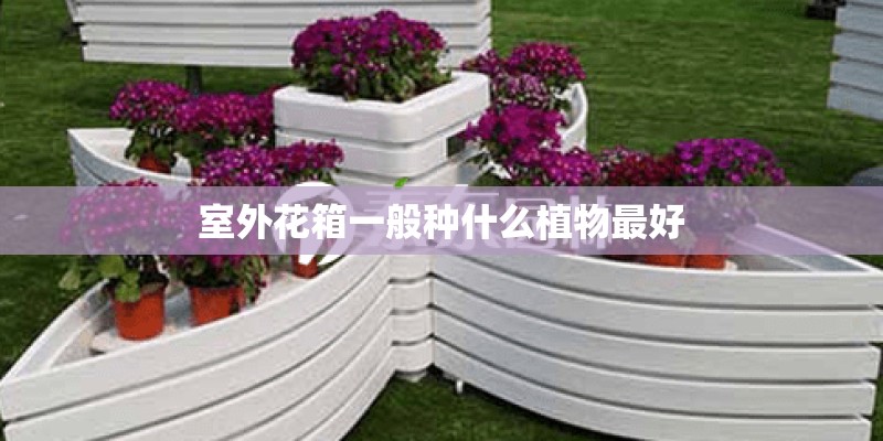室外花箱一般种什么植物最好