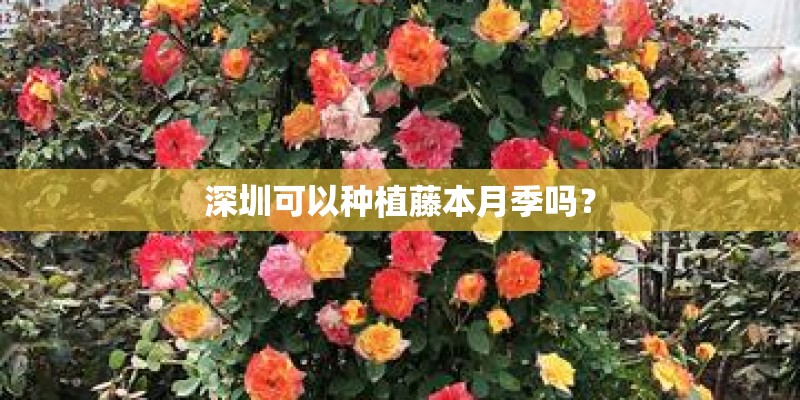 深圳可以种植藤本月季吗？