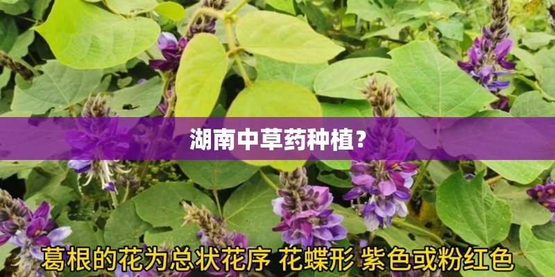 湖南中草药种植？