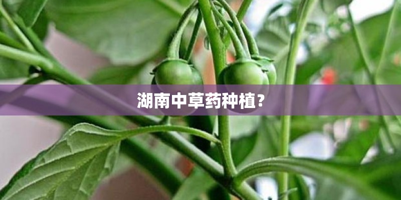 湖南中草药种植？