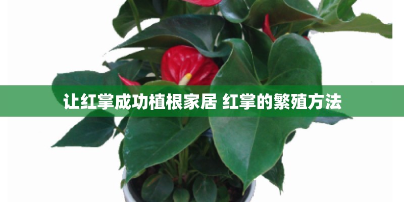 让红掌成功植根家居 红掌的繁殖方法
