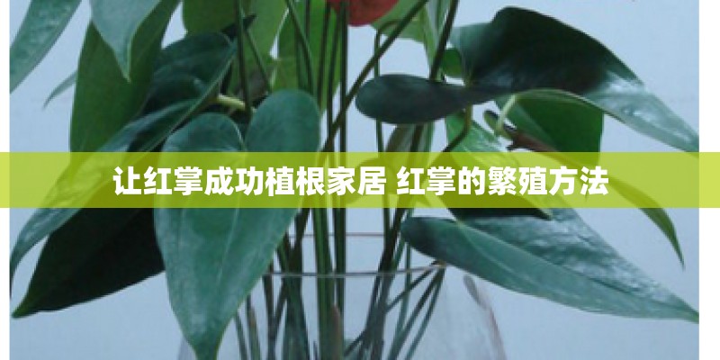 让红掌成功植根家居 红掌的繁殖方法