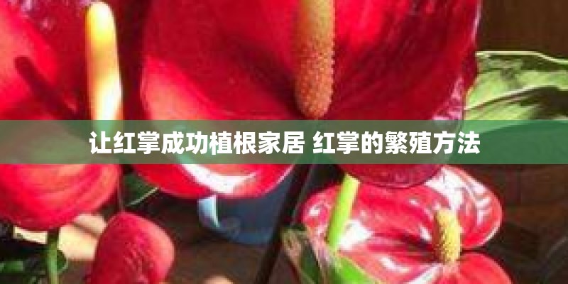 让红掌成功植根家居 红掌的繁殖方法