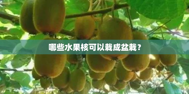 哪些水果核可以栽成盆栽？